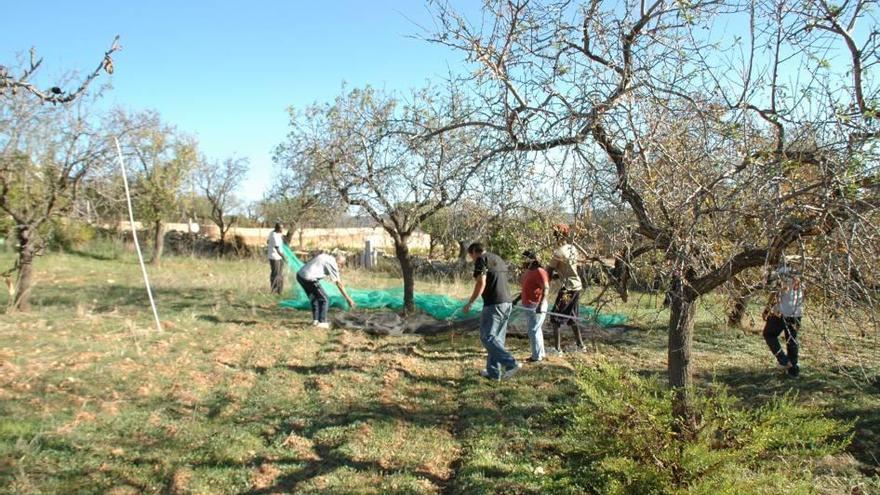 Grupo de personas en plena faena agrícola.