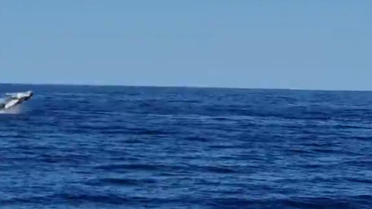 El baile hiptónico de una ballena yubarta frente a la costa del Sur de Gran Canaria