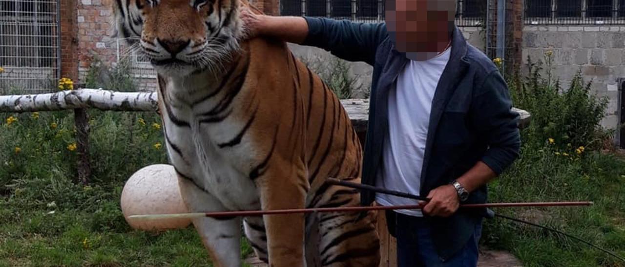 AAP Primadomus de Villena acoge a Tonga, un tigre que utilizaban particulares para shows en su jardín