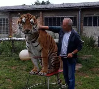 Un tigre que utilizaban para shows privados llega a un centro de Villena