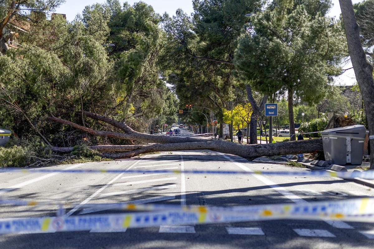 Un árbol caído en la zona alta de Barcelona.