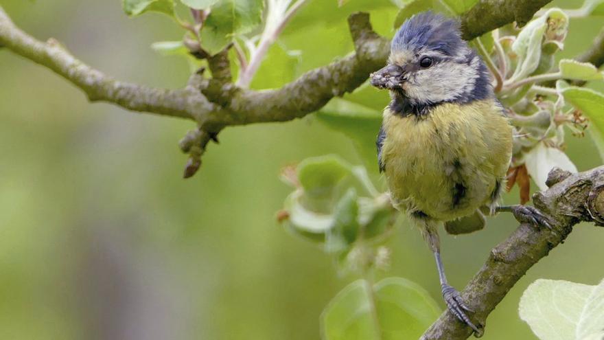 El uso de plantas aromáticas y medicinales por las aves
