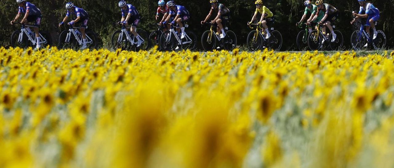 El pelotón con Jonas Vingegaard y los girasoles.