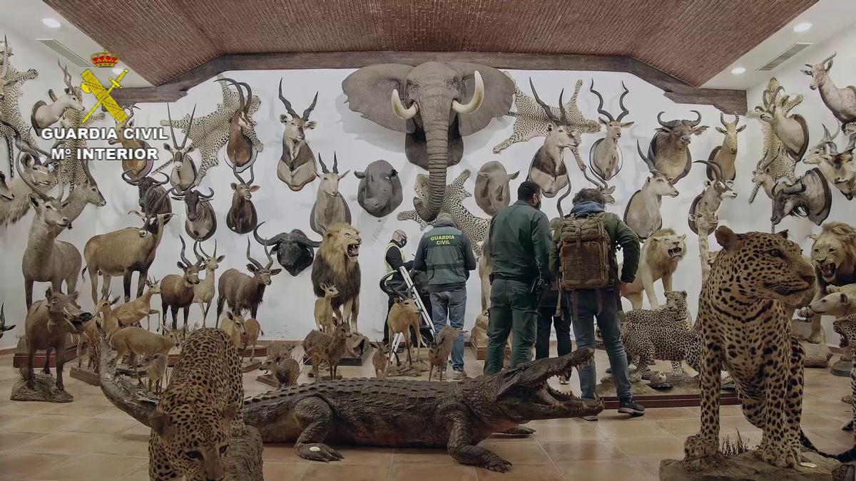 FOTOS | Las imágenes de la colección de animales disecados hallada en Bétera, la más grande de España FOTOS | Las imágenes de la colección de animales disecados hallada en Bétera, la más grande de España