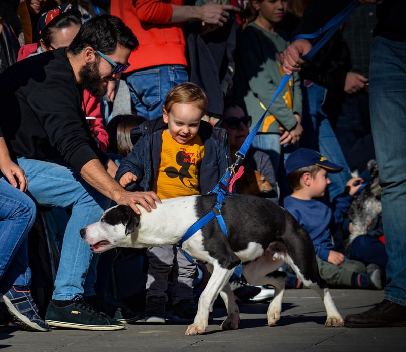 Fundación Bioparc y AUPA celebran el 15º Desfiles de perros abandonados