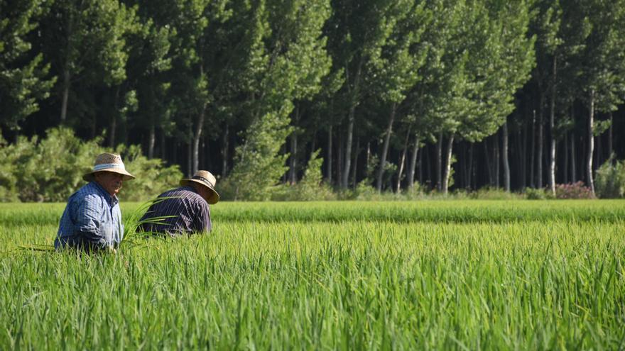 El arroz, santo y seña de su gastronomía