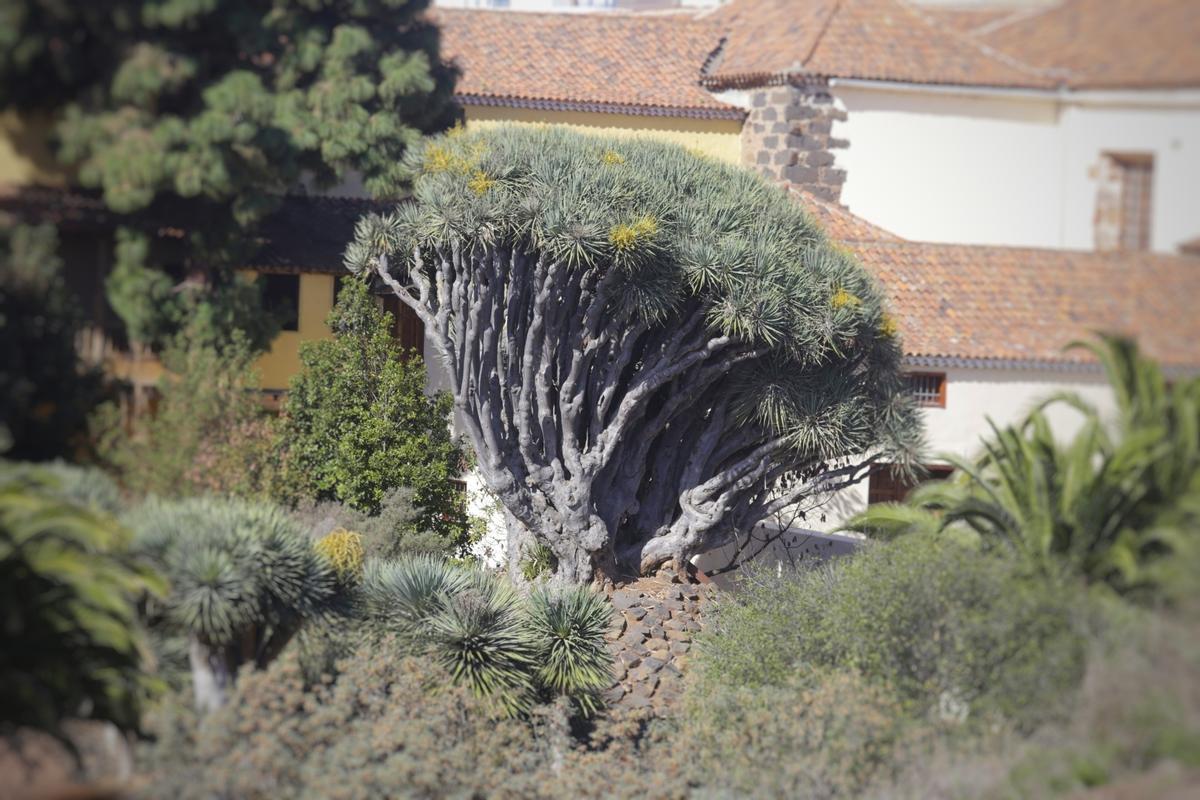 Drago del Seminario de La Laguna.