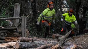 Transformació del paisatge i rècord de vegetació morta