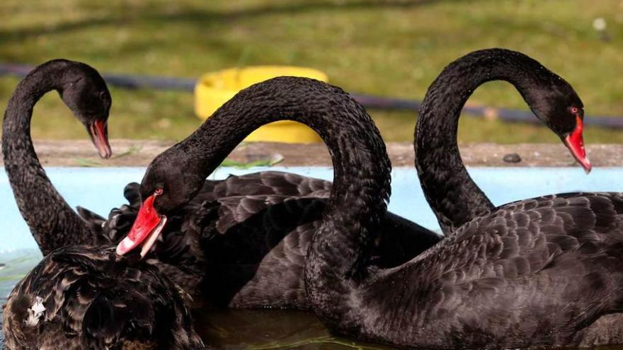 Los últimos cisnes negros del Parque (ya desaparecidos).