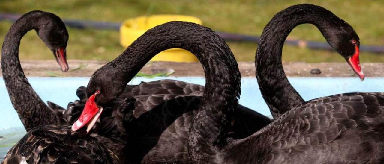 Los últimos cisnes negros del Parque (ya desaparecidos).