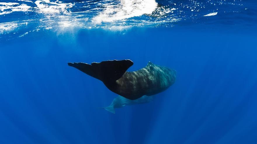 Fundación Biodiversidad pondrá en marcha medidas para minimizar las colisiones de cachalotes y cetáceos con barcos