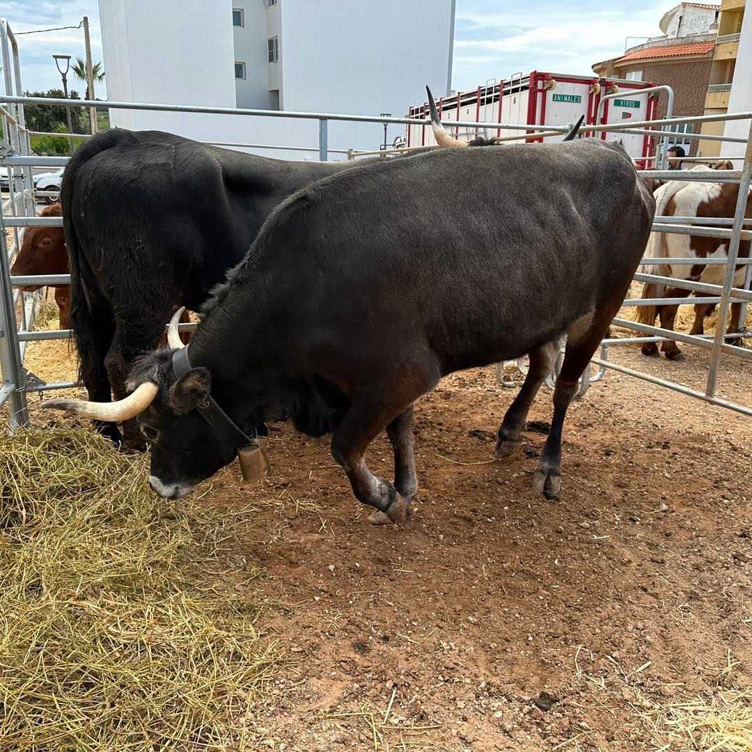 Visita la XXIV Fira de Vall d'Alba