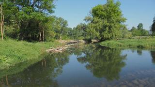 Restaurar un río es posible: vuelven los bosques de ribera