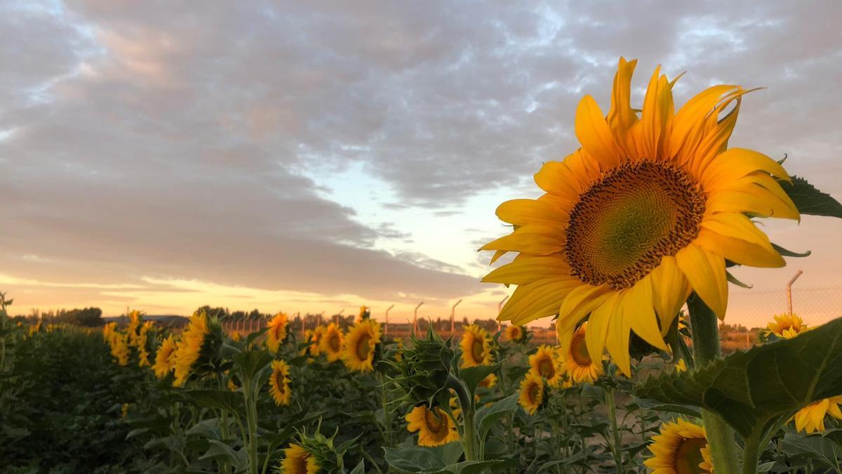 El cielo en Zamora, a primera hora de esta mañana en un campo de girasoles.