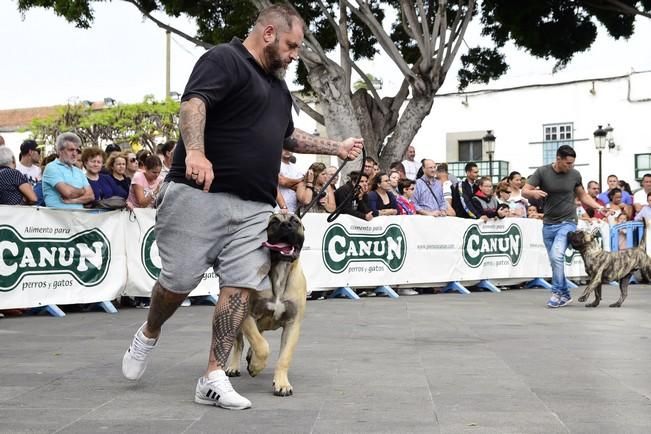 Celebración del I Certamen Nacional de perro ...