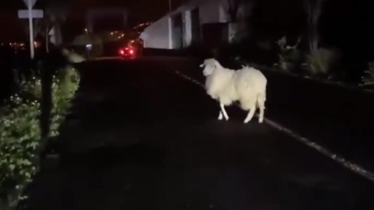 Oveja perdida en Las Palmas de Gran Canaria