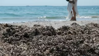 La posidonia, una especie alarmantemente desconocida para los bañistas en Ibiza