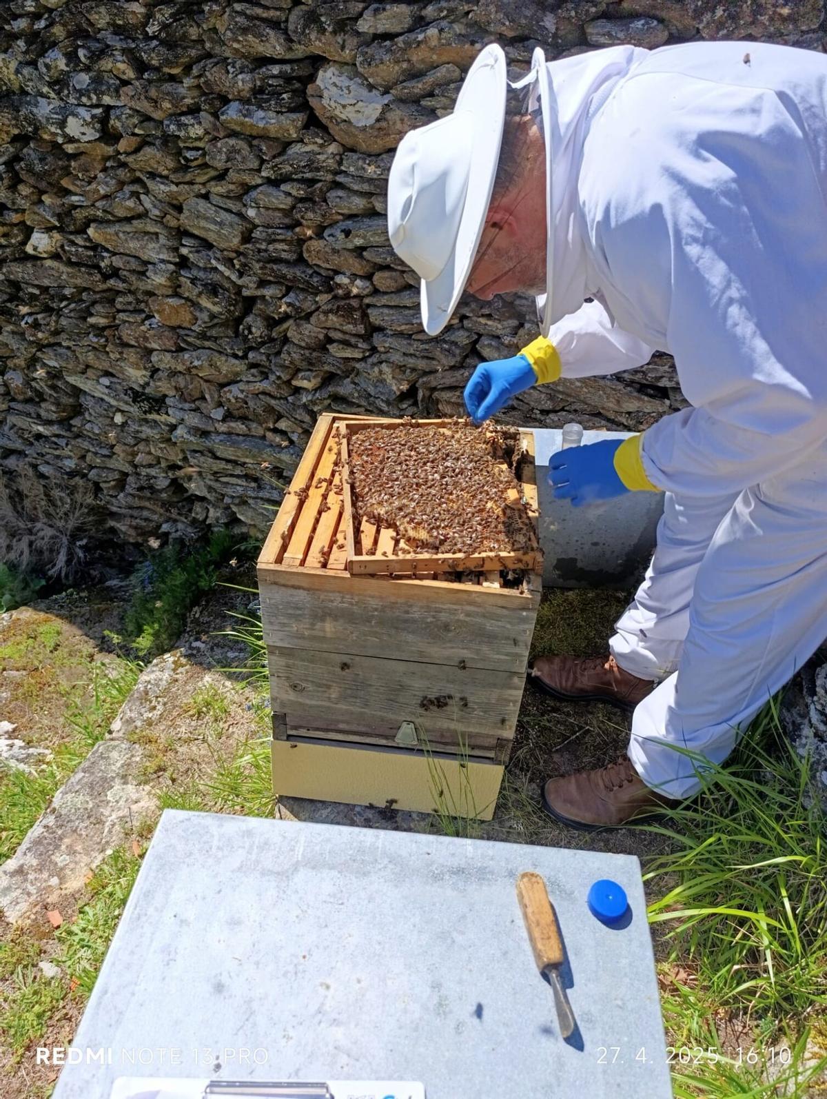 El proyecto incluyó un experimento con feromonas en las colmenas El proyecto incluyó un experimento con feromonas en las colmenas