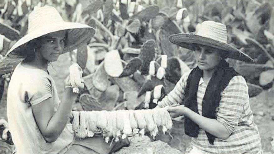 Trabajadoras de la cochinilla en una explotación de este producto de origen animal en las islas obtenido de la desecación de las hembras de un insecto.