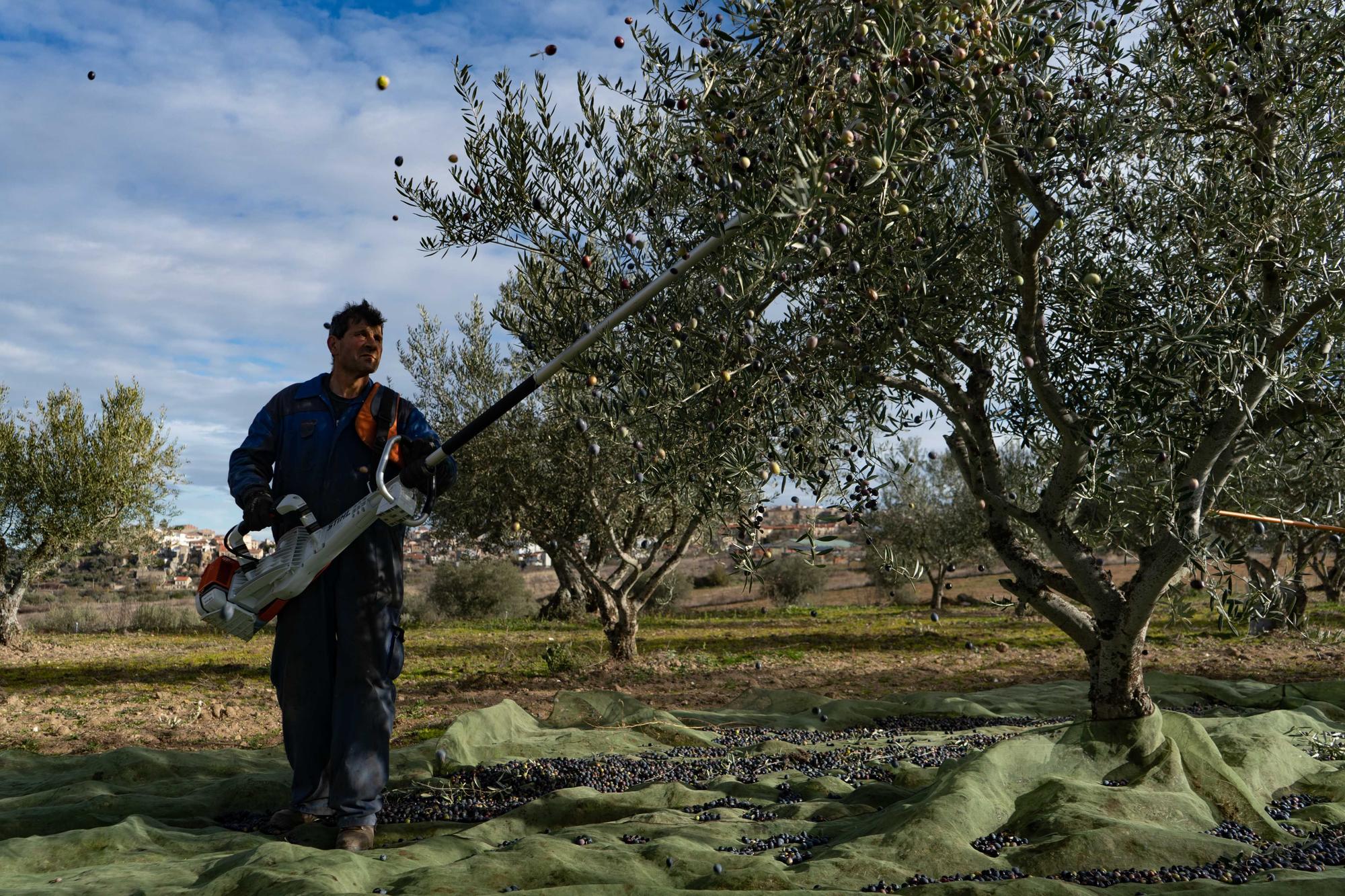 GALERÍA | Recogida de la aceituna en Fermoselle