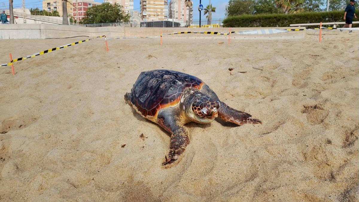 La tortuga hallada en la playa de Badalona este 29 de abril.