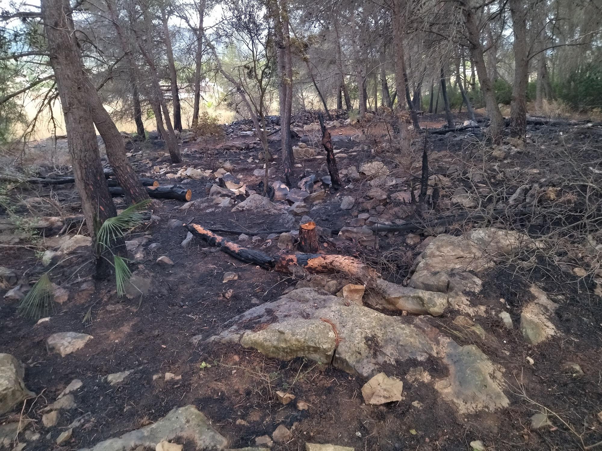 La lluvia refresca el bosque calcinado por el enésimo incendio en el Montgó