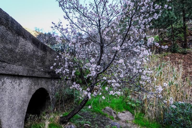 Almendros en flor en Guayadeque