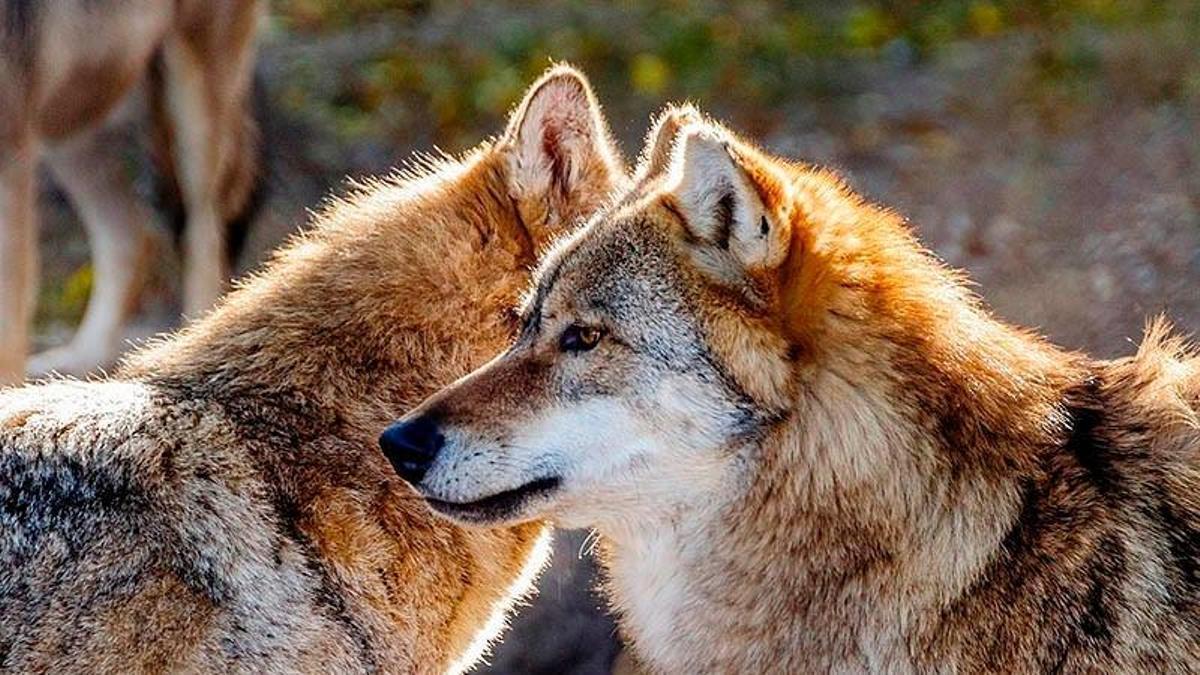 Los datos sobre el lobo ibérico se deben de asegurar