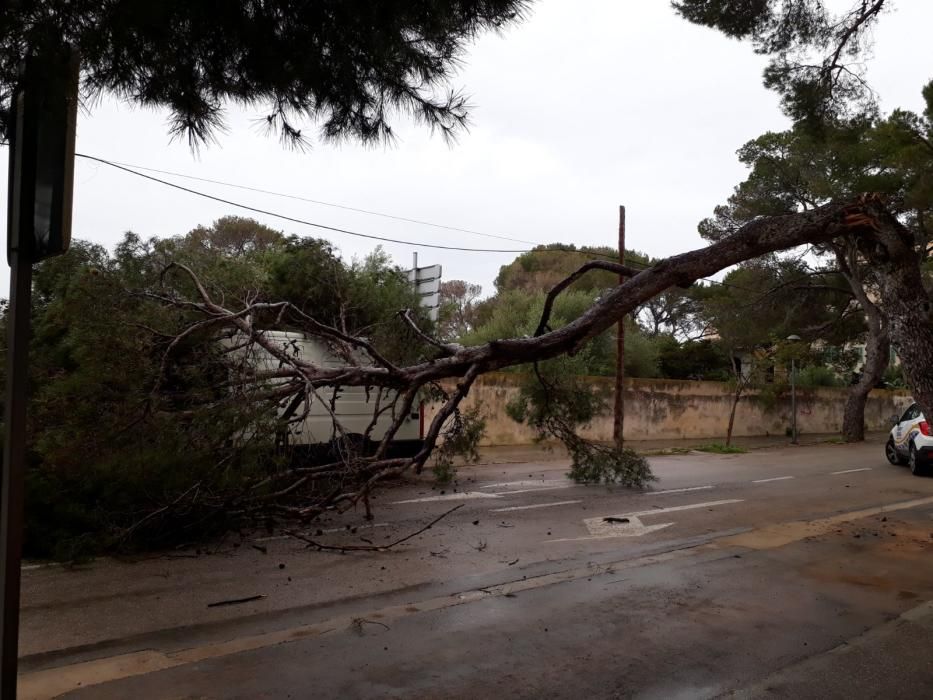 Un pino se desploma sobre una furgoneta en Porto Cristo