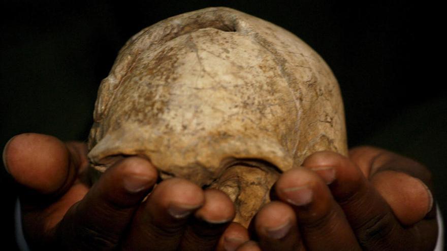 Cráneo de un Homo erectus