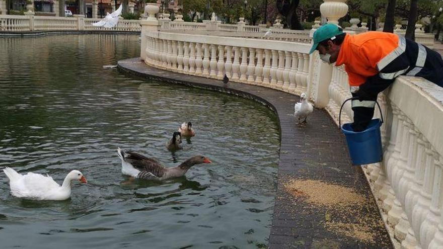 Coronavirus: las brigadas municipales alimentan a los patos del parque Ribalta