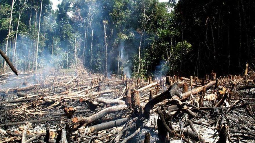 La Amazonia perdió casi 30 millones de hectáreas de bosques primarios en 17 años