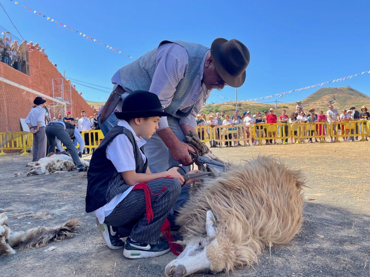 Un abuelo enseña a su nieto a trasquilar ovejas en Caideros de Gáldar en la Fiesta de la Lana.