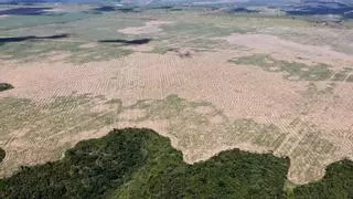 La vegetación de la Tierra tardará millones de años en recuperarse del cambio climático