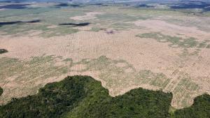 El cambio climático actual mantendrá la vegetación sin recuperación en millones de años