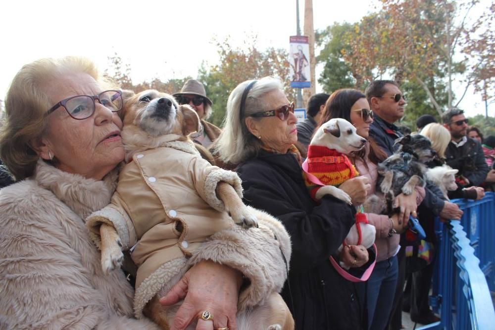 Bendición de los animales en la Ermita de San Antón