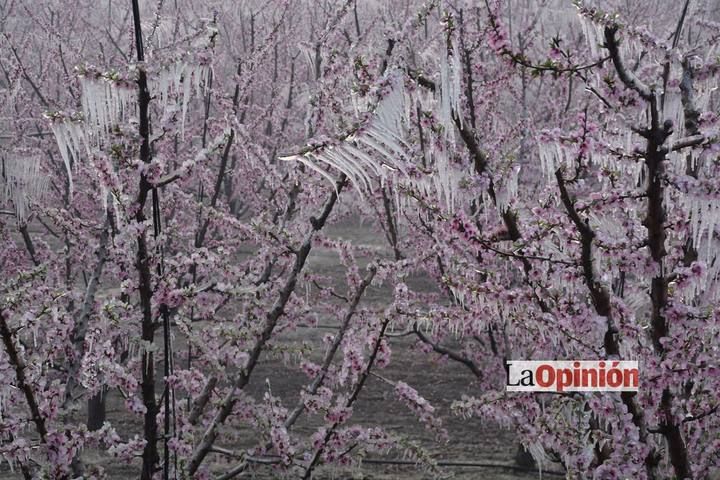 Helada del 17 de febrero de 2016 en Cieza