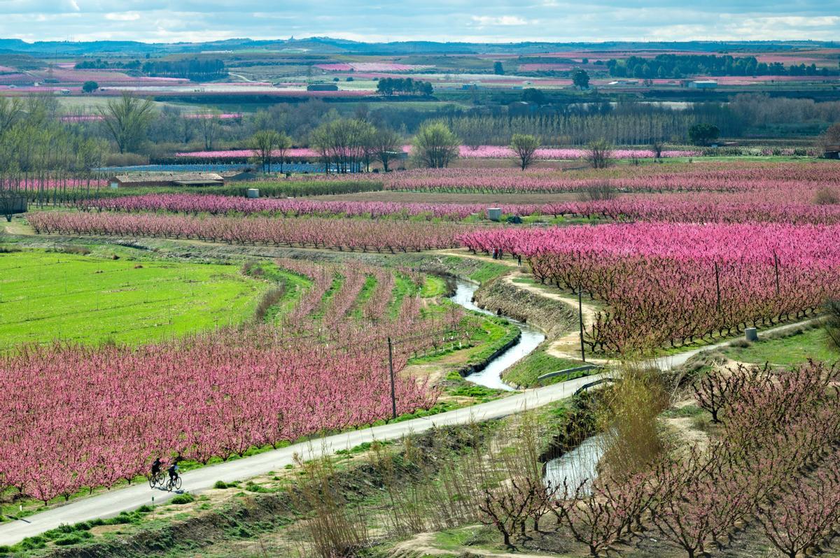 El espectáculo de la floración de los frutales en el Baix Segria, Lleida