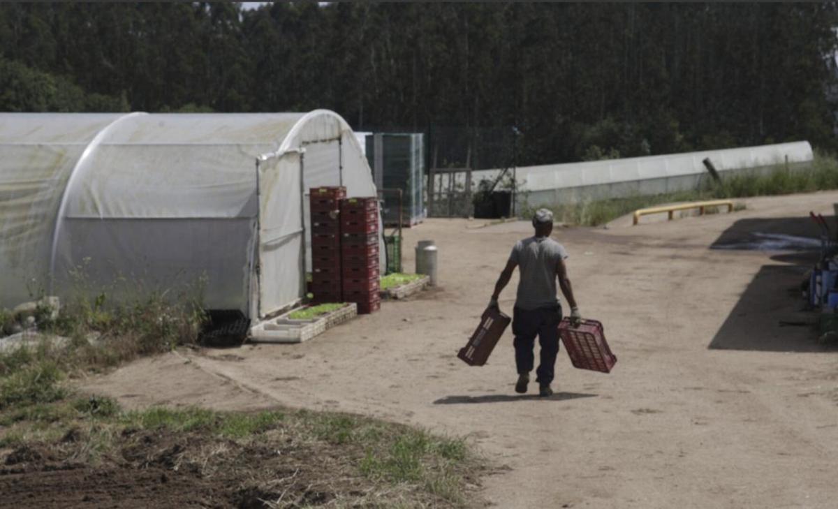 La tierra de las 17.000 lechugas semanales