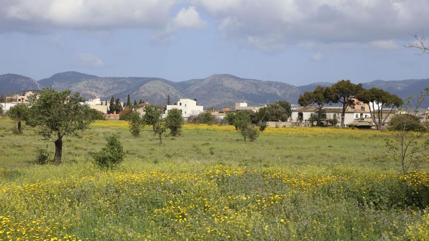 Dorfidylle in der Großstadt: Ein Viertel in Palma de Mallorca wehrt sich gegen zu viele Neubauten