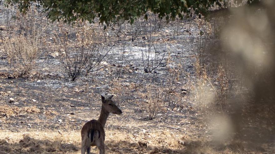 El fuego de Niebla arrasa el 80% del Paraje de la Pata del Caballo, catalogado como uno de los pulmones verde de la comarca de Huelva