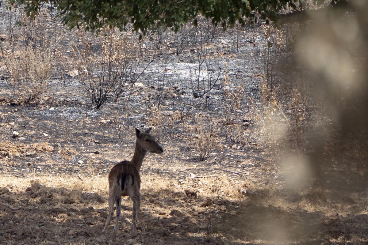 FOTODELDÍA- EL BERROCAL (HUELVA), 16/08/2026.- Un ciervo es visto en la zona quemada de la localidad de El Berrocal, a causa del incendio forestal originado en Niebla. El Plan Infoca ha dado por estabilizado a las 10:30 horas de este domingo, tras nueve días de trabajo, el incendio forestal declarado el pasado día 6 en Niebla (Huelva) y que ha afectado a más de 38.000 hectáreas de once términos municipales. EFE/David Arjona