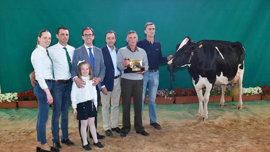 Una vaca de la ganadería El Cruce gana el primer concurso de raza frisona