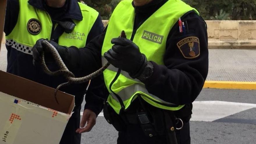 Una culebra y abejas, también a la espera de las procesiones