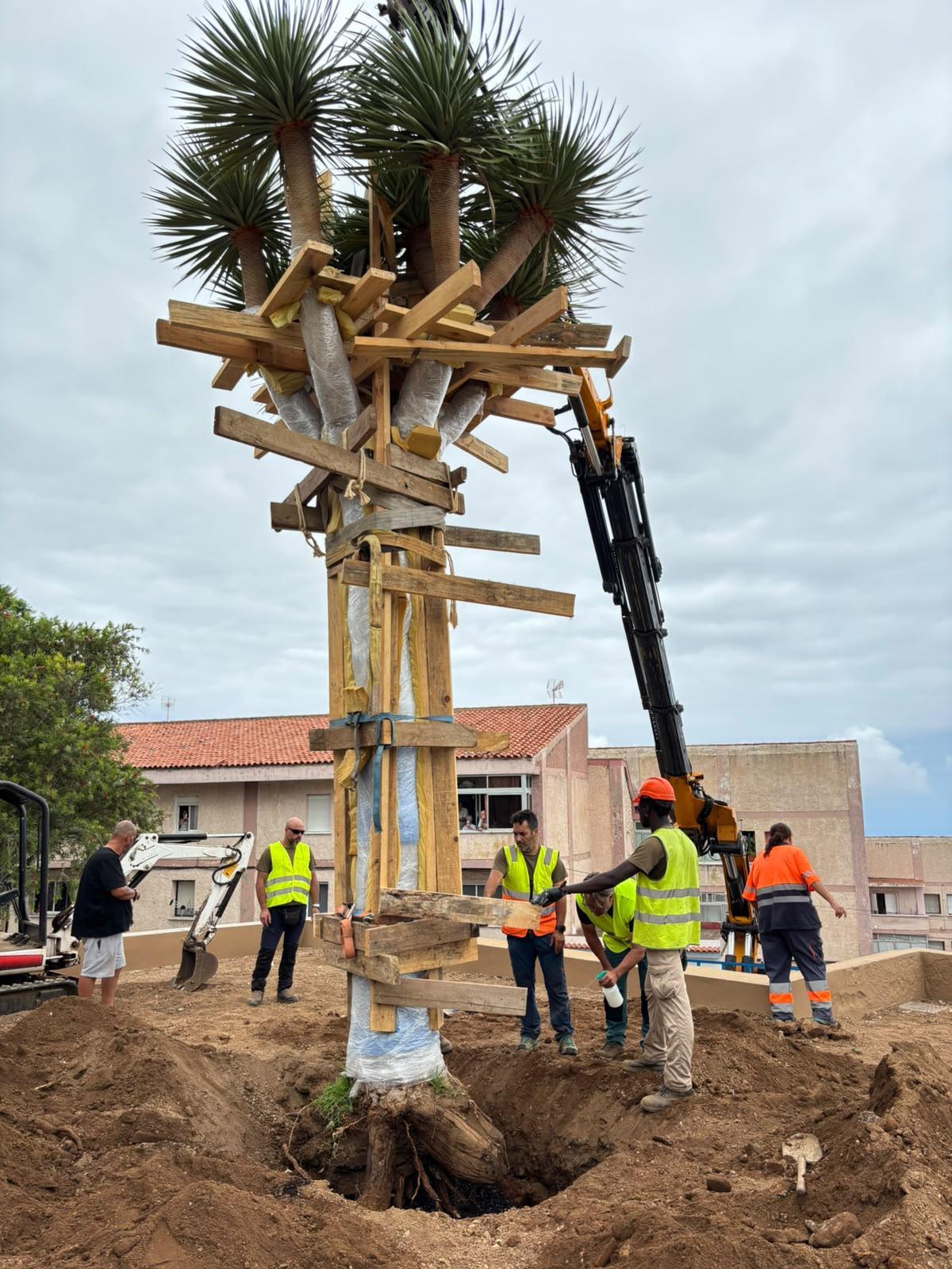 El nuevo drago plantado en el mismo lugar que ocupaba el monumento de San Francisco, en Los Realejos.