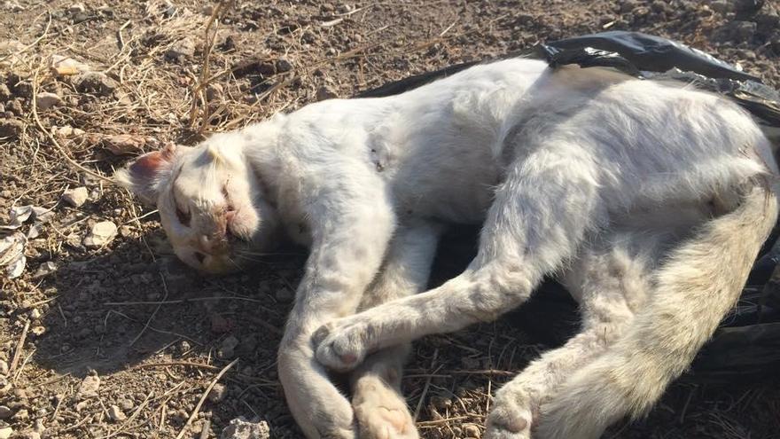 Un gato muerto en El Bañet, en una foto facilitada por el Ayuntamiento de Almoradí