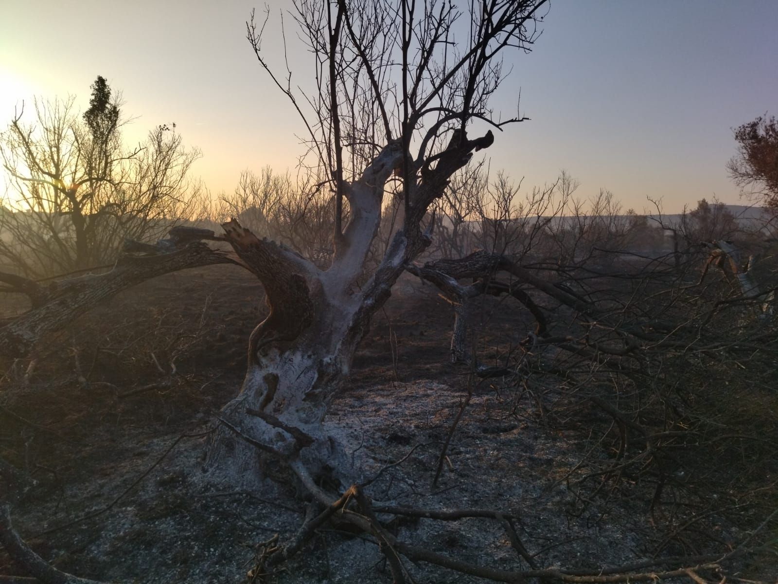 El valle agrícola del Montgó, reducido a cenizas (imágenes)