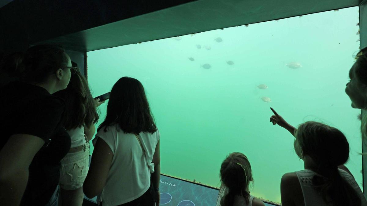 Los asistentes disfrutan con la visión de peces en su hábitat.