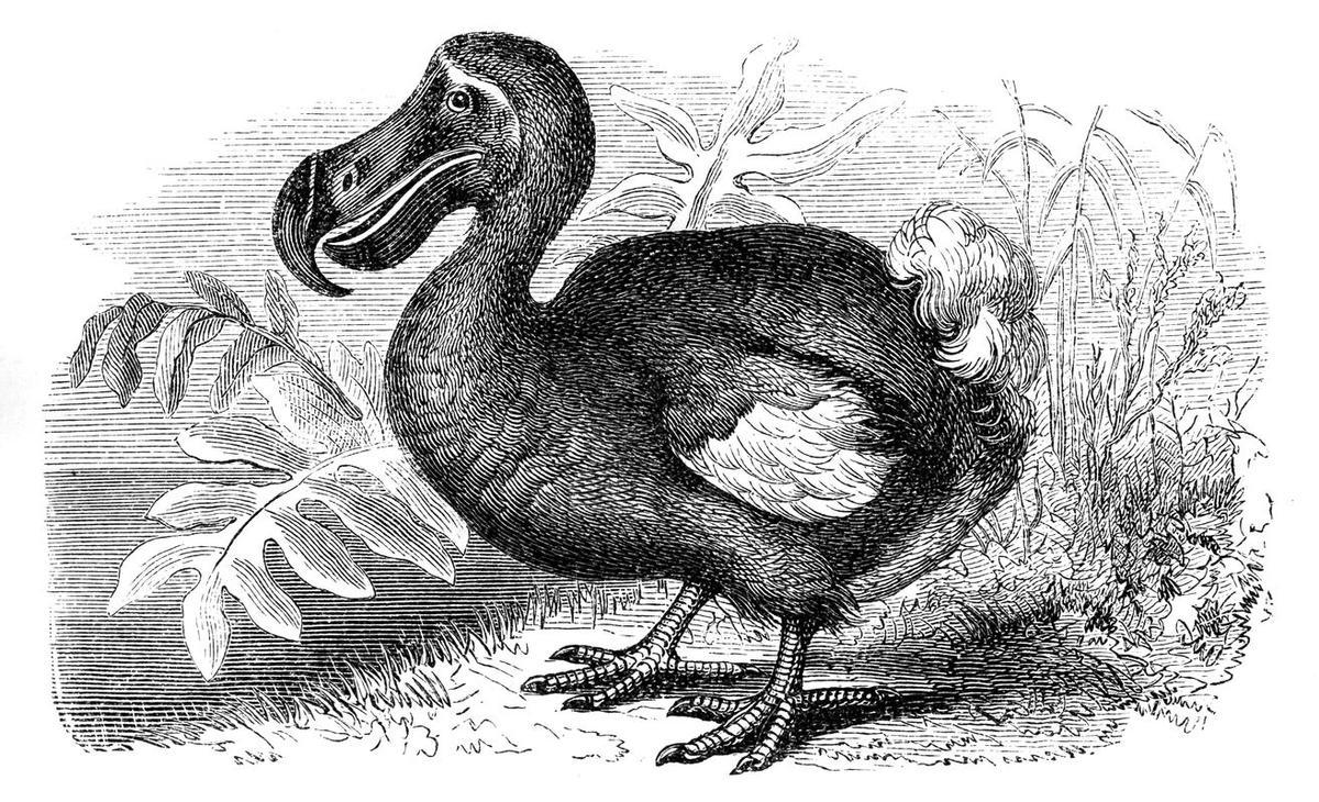 El dodo o dronte es una especie extinta de ave columbiforme de la subfamilia Raphinae.