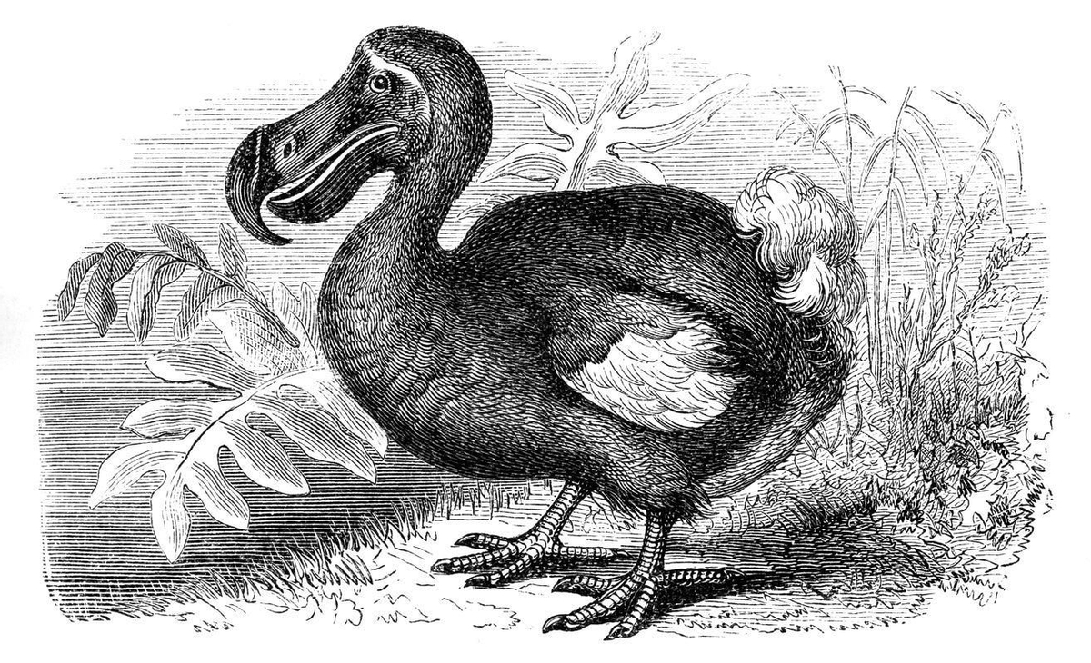 Dodo
